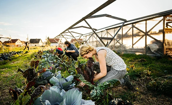 People working in a field