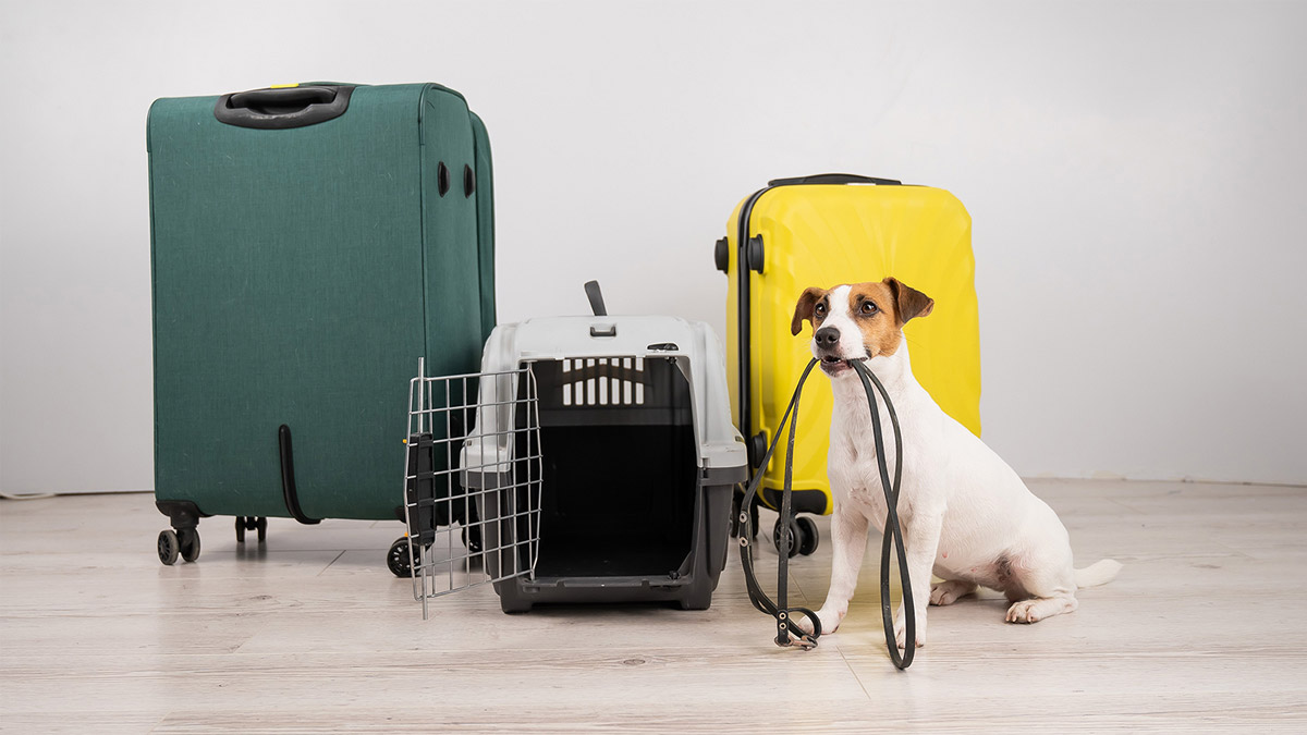 moving-overseas-with-pets